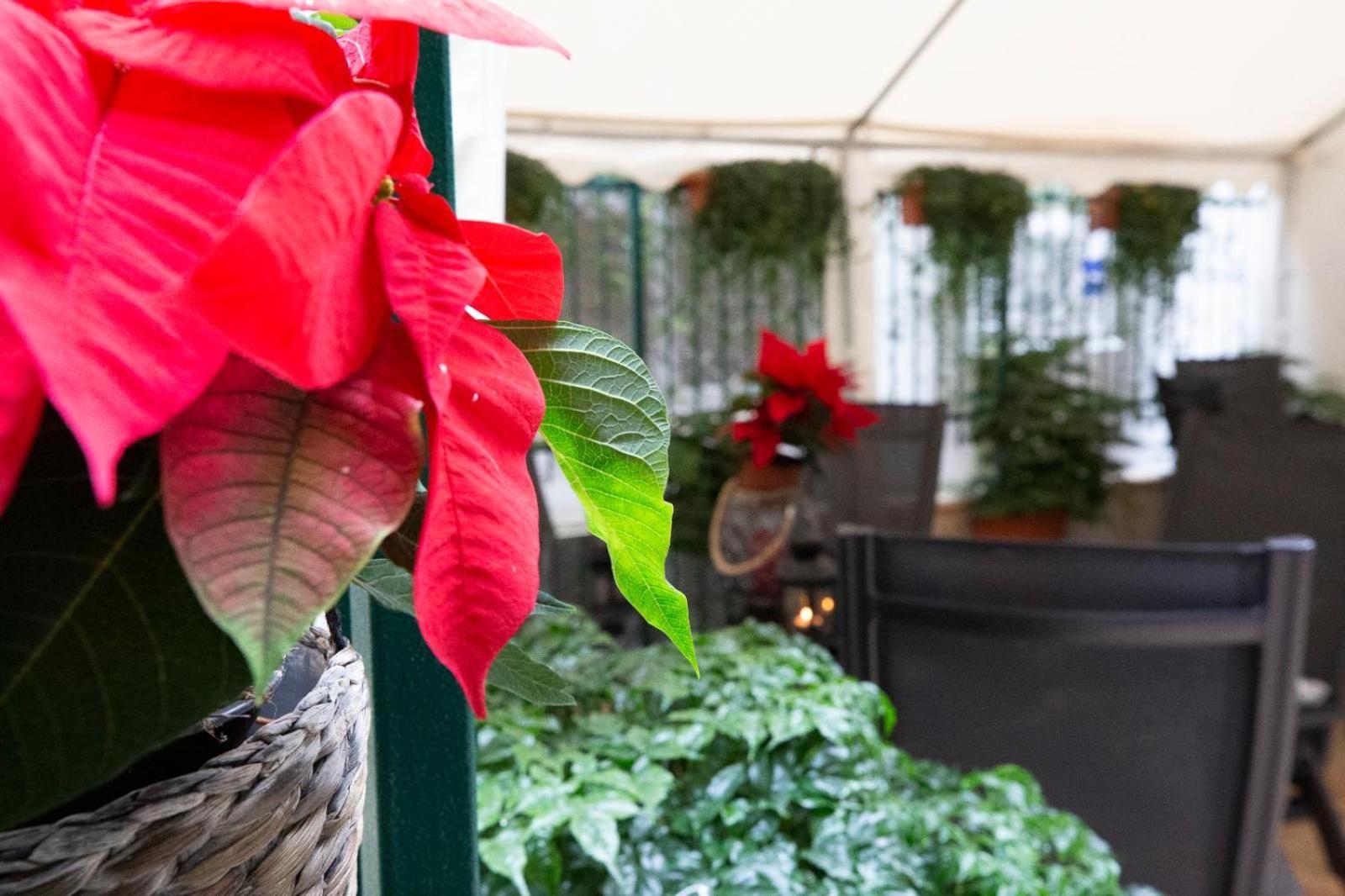 Flatinrome Trastevere Deluxe Rooms - Green Patio Екстериор снимка